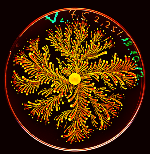 1673240-slide-vortex-tree.png