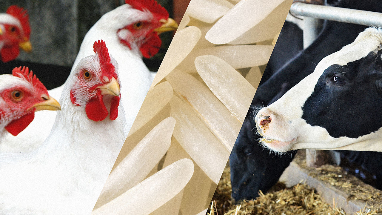 The World Has Reached Peak Chicken, Peak Rice, And Peak Milk thumbnail