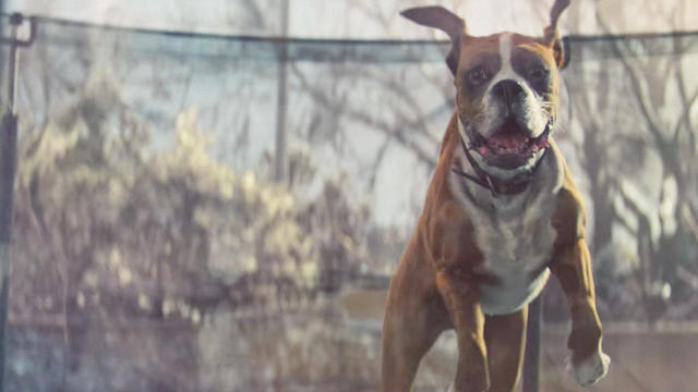 John Lewis Christmas advert: Buster the boxer makes his debut