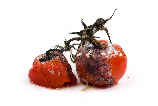 These Oddly Lovely Photographs Of Rotten Food Will Make You Rethink 