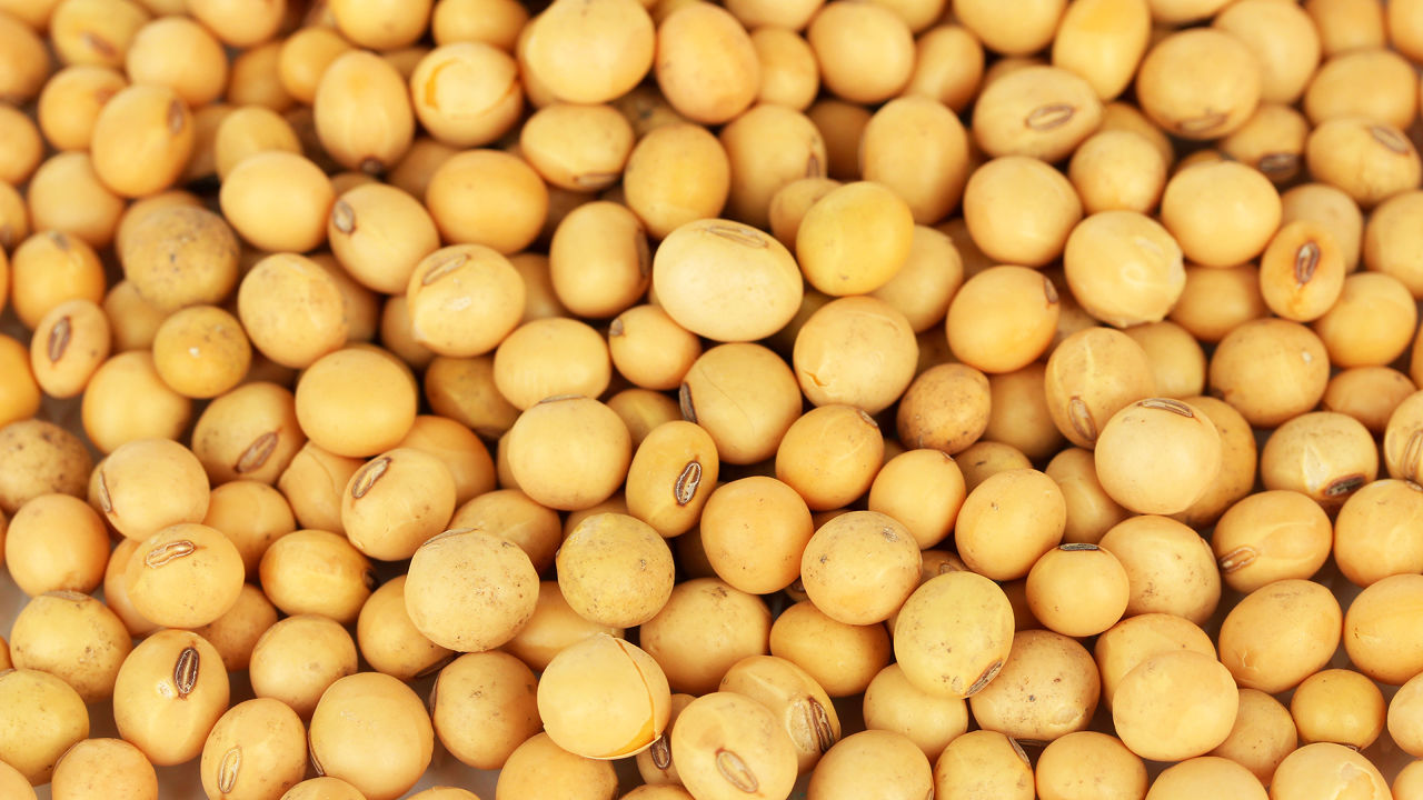 A GMO Soybean, Engineered To Improve Your Health Co.Exist ideas