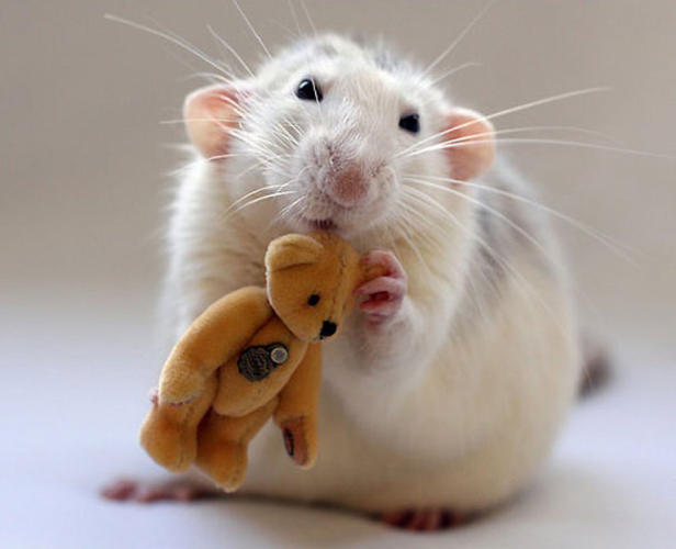 rat and teddy bear