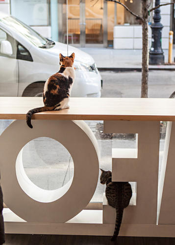  How To Design  The Purrfect Cat  Cafe  Co Design  business 