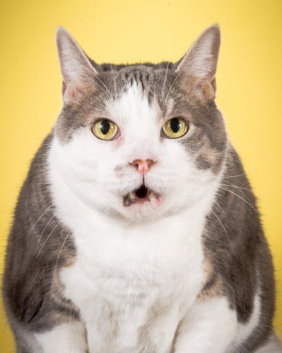 The Adorable Majesty Of Morbidly Obese Cats | Co.Design | business + design