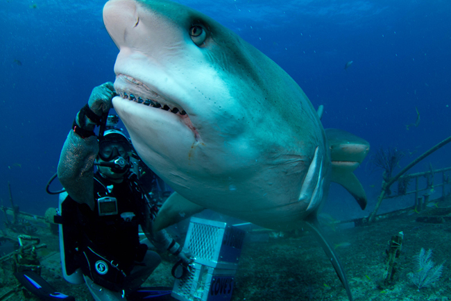 Shark