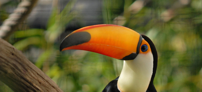 toucan